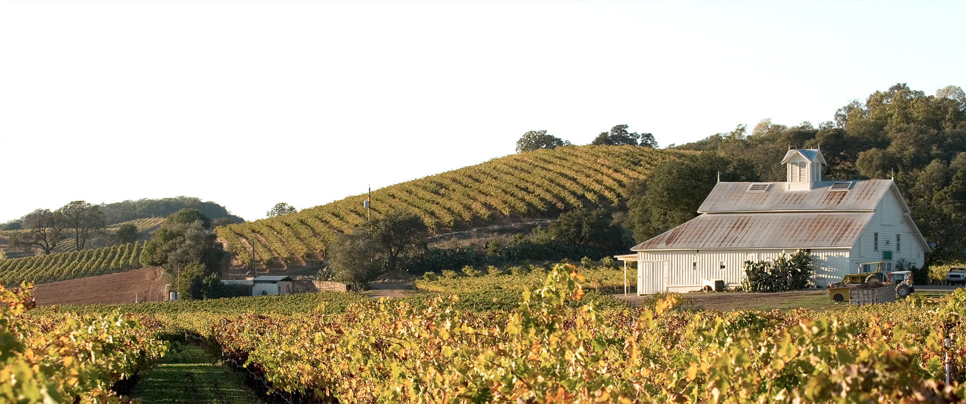 Matthew Fox Vineyards