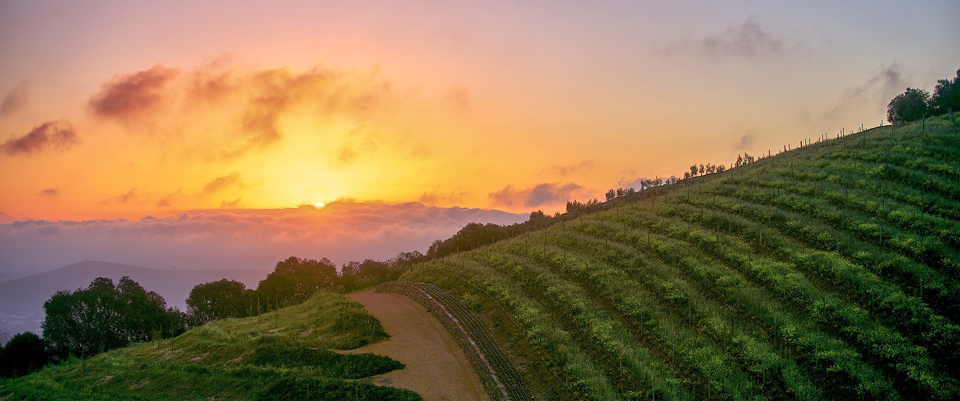 Pacific Fruit Vineyards